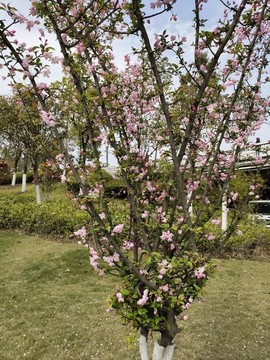 海棠花