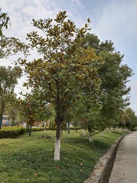 公園綠植