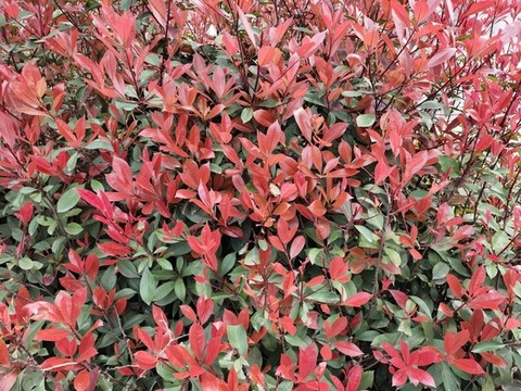紅葉石楠