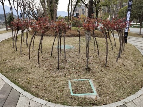 園林景觀