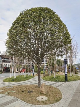 公園桂花樹(shù)