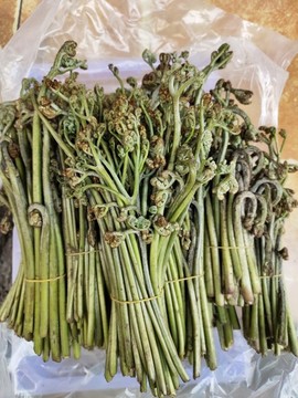野蕨菜特寫(xiě)