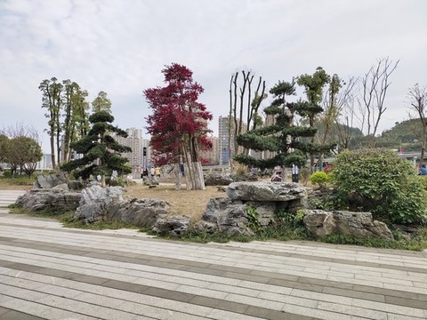 公園景觀樹