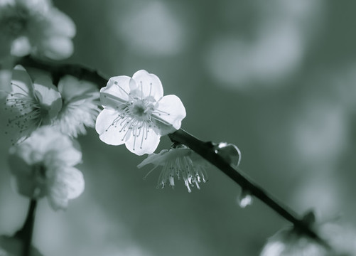 花開(kāi)淡墨痕