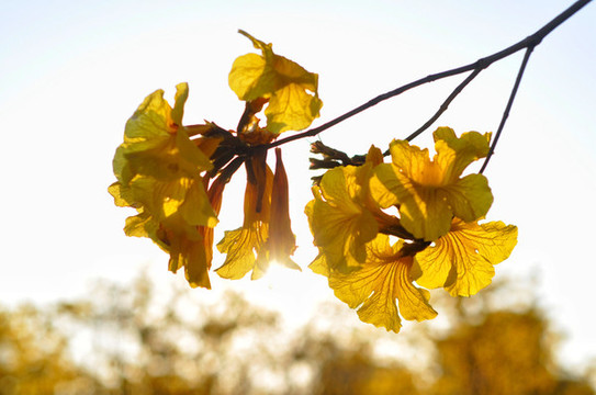 黃花風(fēng)鈴