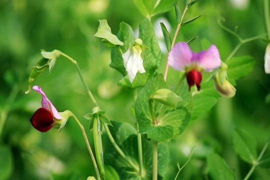 豌豆花