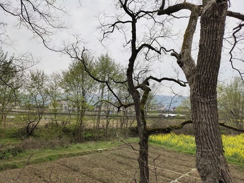 田園風(fēng)光