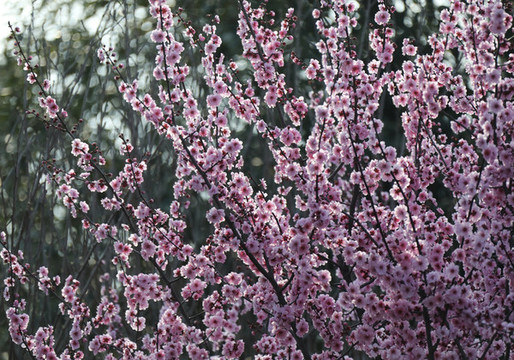櫻花