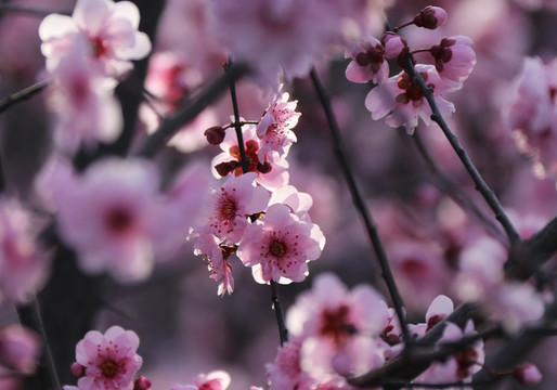 櫻花