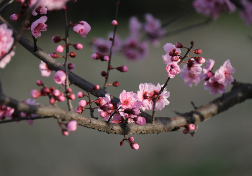 櫻花