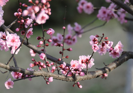 櫻花