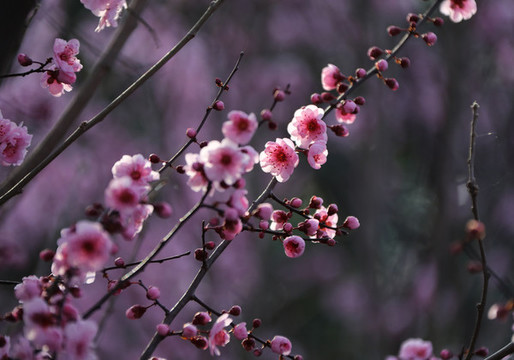 櫻花