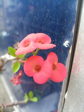 鐵海棠