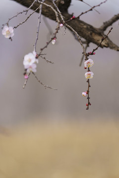 春天畫意杏花