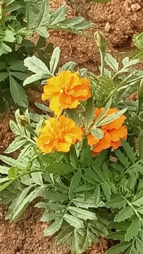 萬(wàn)壽菊
