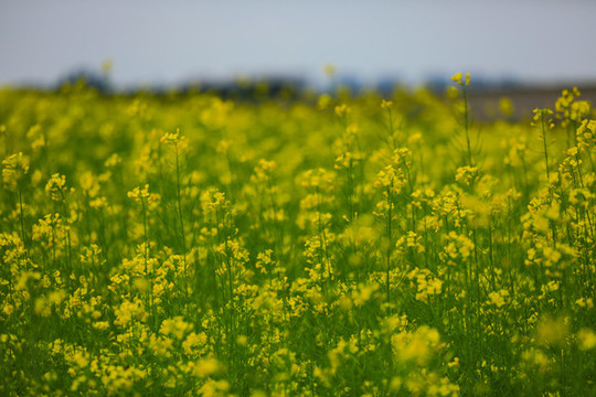 油菜花
