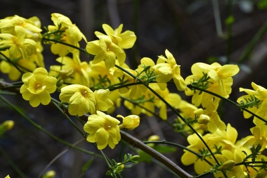 迎春花