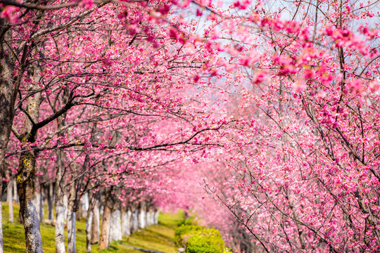 櫻花