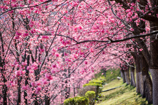 櫻花