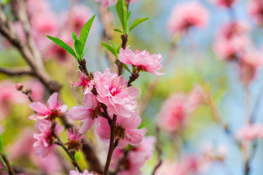 桃花