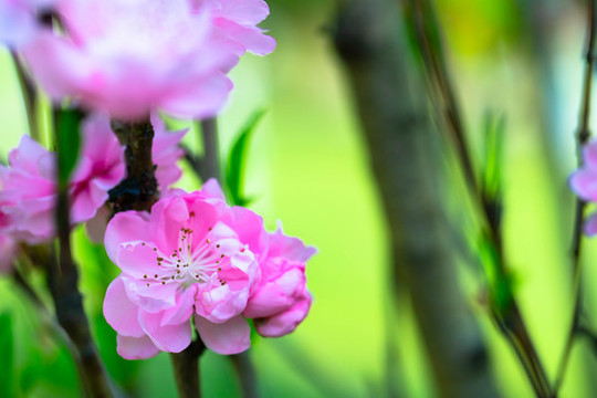 桃花