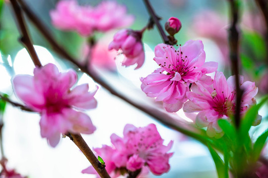 桃花