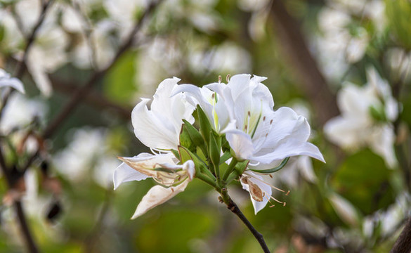 白花