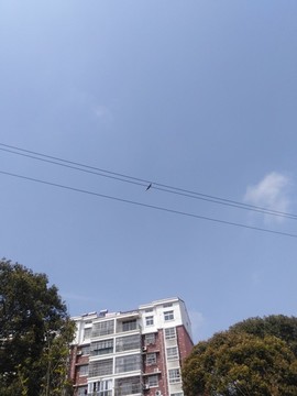 高壓線上的壽帶