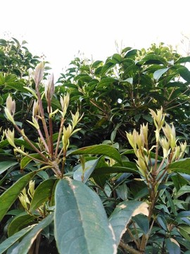 抽青的桂花樹