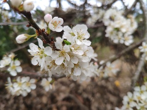 李子花