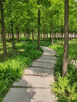 樹(shù)林小路