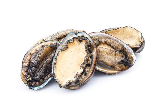 生鮮鮑魚(yú)
