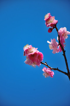 梅花