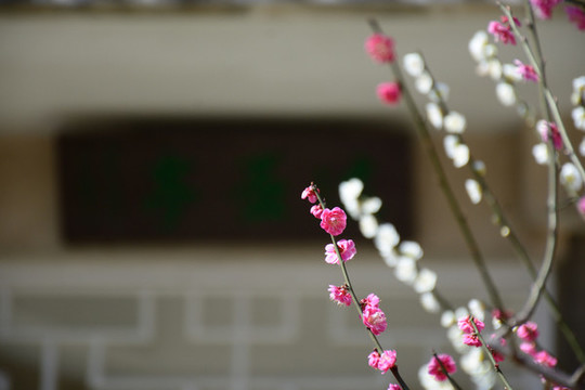 梅花