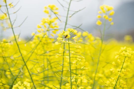 油菜花