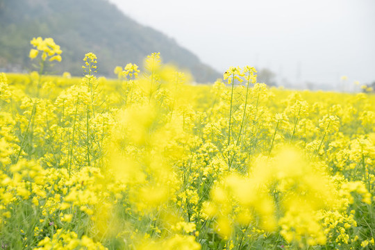 油菜花