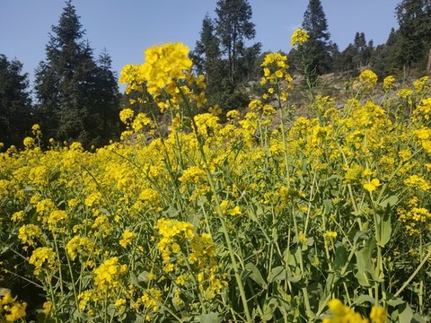 油菜花菜花實(shí)物