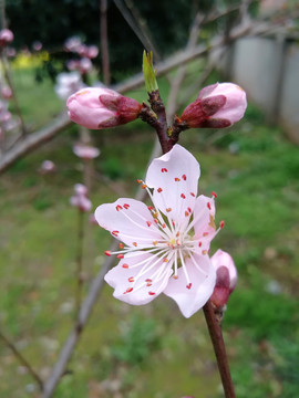 桃枝