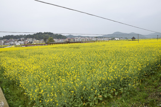 油菜花海