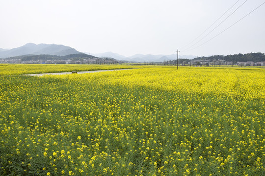油菜花