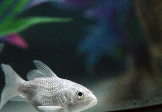 金魚