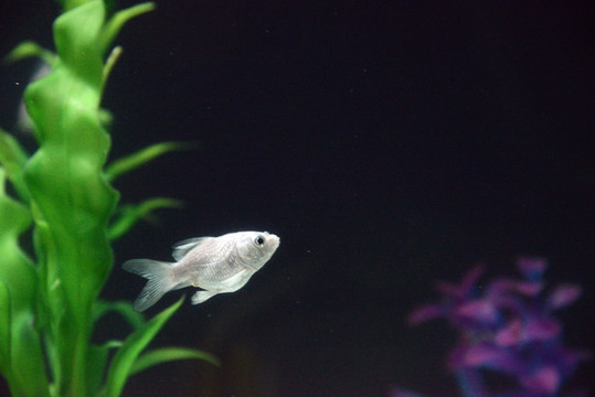 金魚