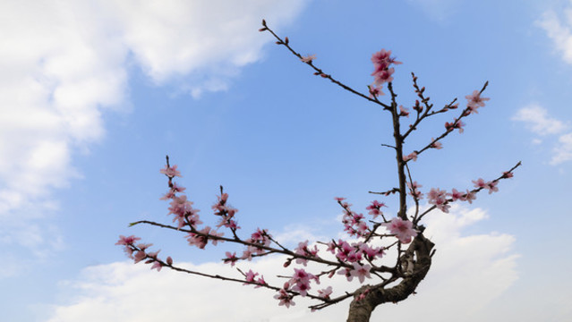 桃花
