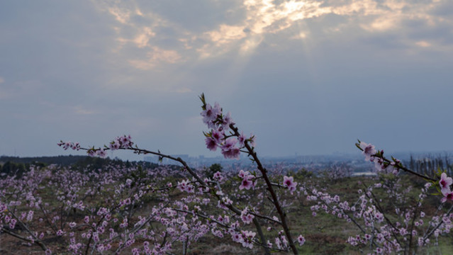 桃花