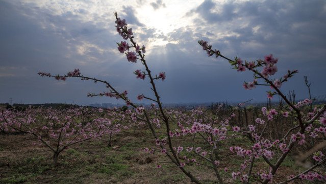 桃花