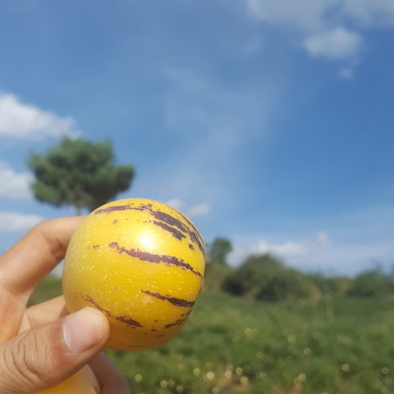 人參果