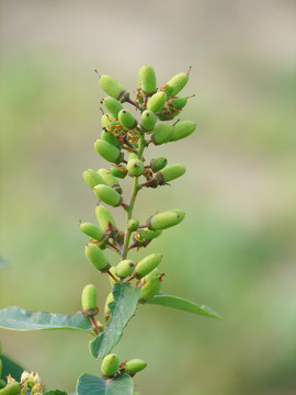 鼠李科植物勾兒茶