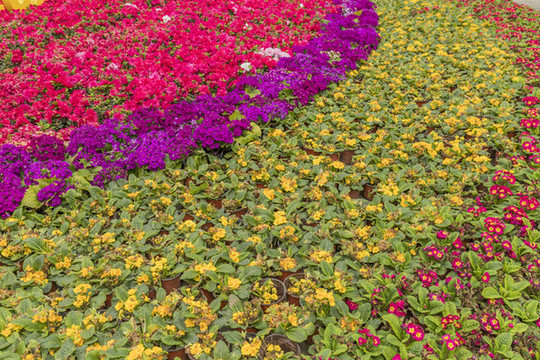 公園花草地