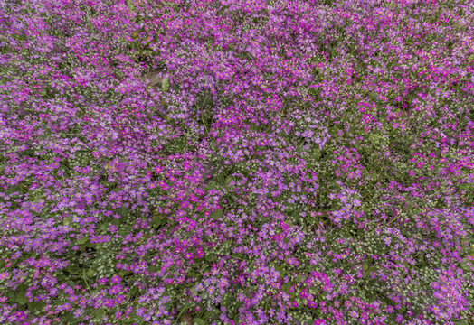 公園花草地
