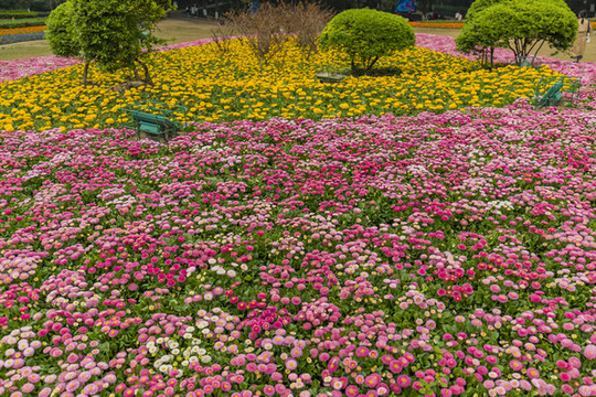 公園花草地